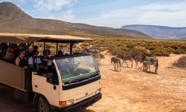 Private Aquila Safari: Majestic Wildlife, Scenic Drives, and Unforgettable Experiences