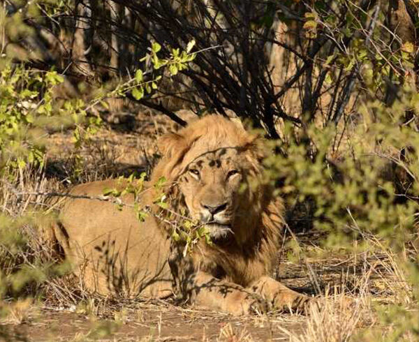 kruger national park – 32