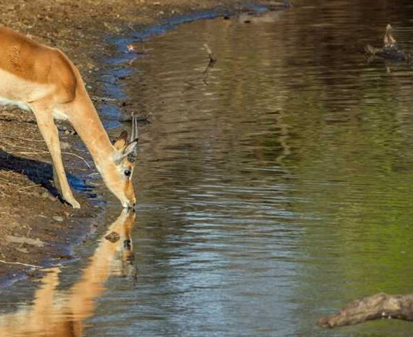 kruger national park – 74