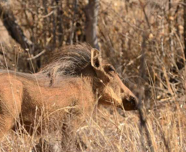 kruger national park – 49